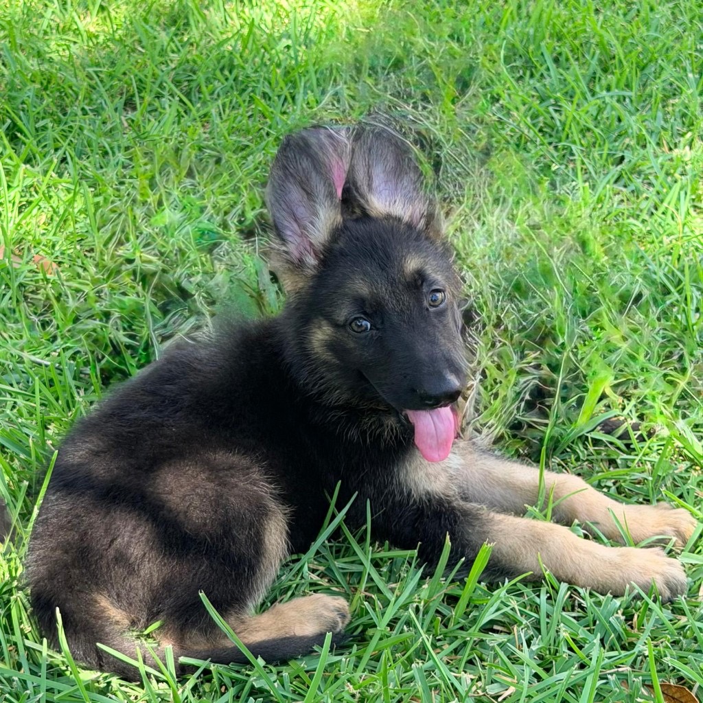 Remi x Sage German Shepherd puppy Mega K-9 Houston TX