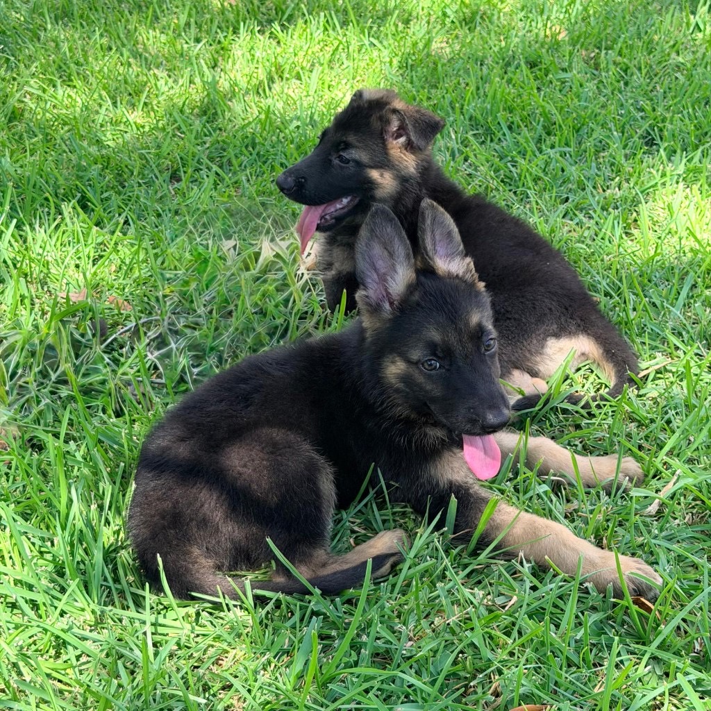 Remi x Sage litter puppies playing in grass Houston TX