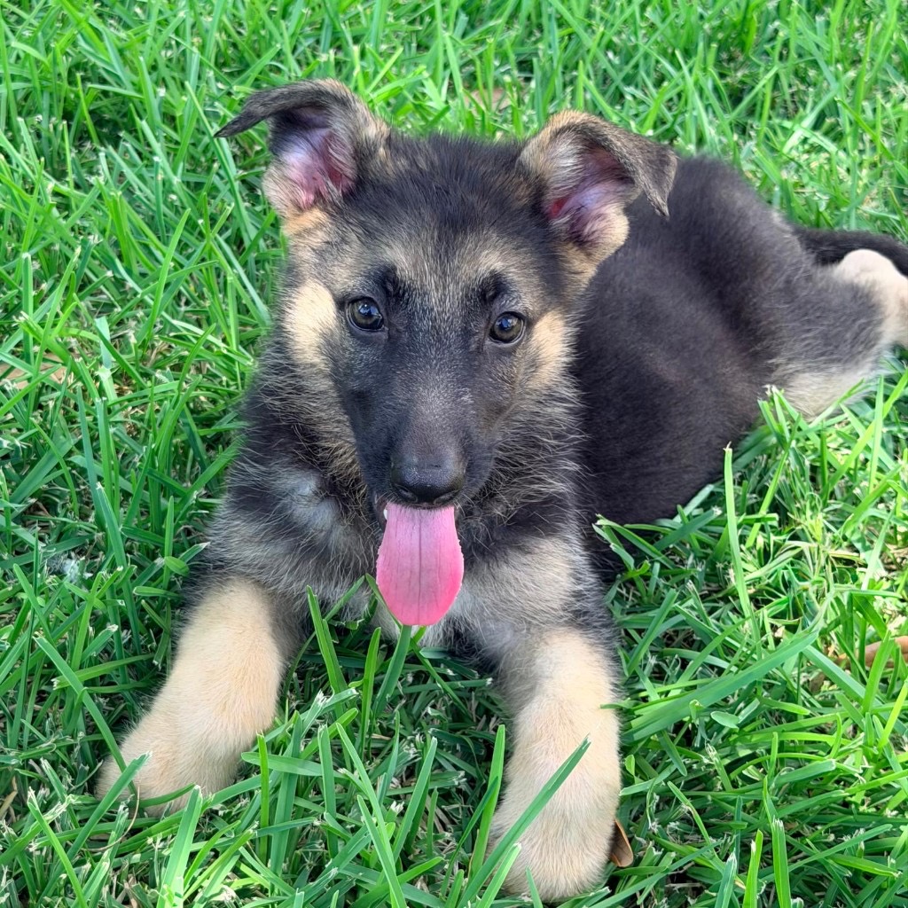 AKC German Shepherd puppy from Remi x Sage litter Mega K-9